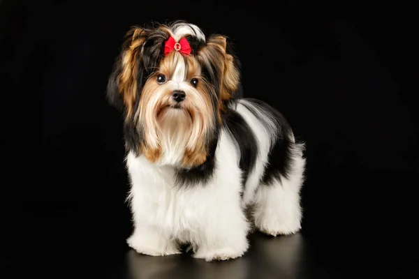 Biewer Yorkshire Terrier em fundos coloridos — Fotografia de Stock