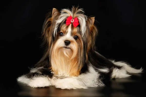 Biewer Yorkshire Terrier em fundos coloridos — Fotografia de Stock