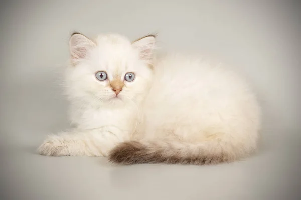 Chat écossais à poil long droit sur fond coloré — Photo