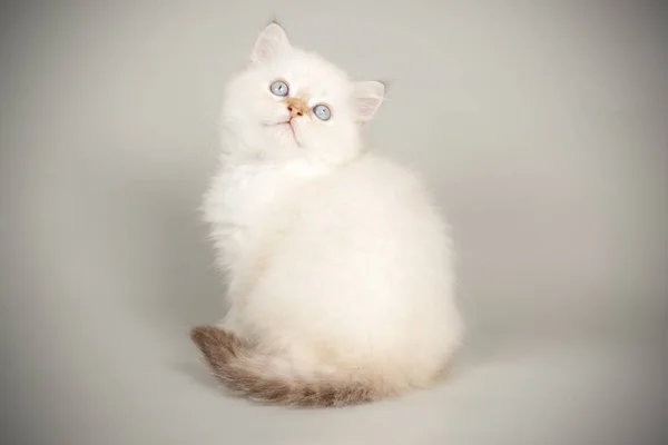 Шотландский прямоволосый кот на цветном фоне — стоковое фото