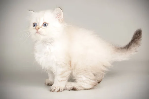 Escocês reta longhair gato em fundos coloridos — Fotografia de Stock