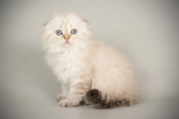 Escocês dobrar longhair gato em fundos coloridos — Fotografia de Stock