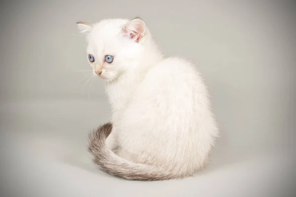 Escocês em linha reta curta gato em fundos coloridos — Fotografia de Stock