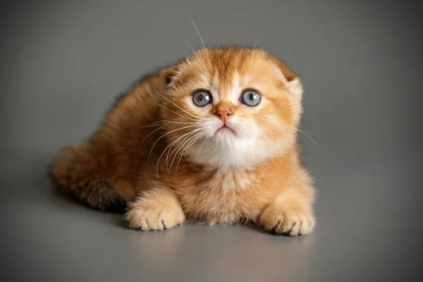 Skotský fold krátkosrstá kočka na barevné pozadí — Stock fotografie