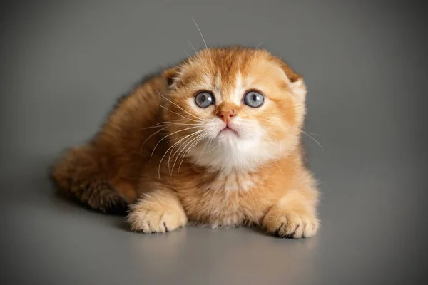 Schotse vouwen korthaar kat op een gekleurde achtergrond — Stockfoto