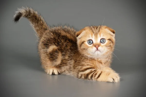 Escocês dobra curta gato em fundos coloridos — Fotografia de Stock