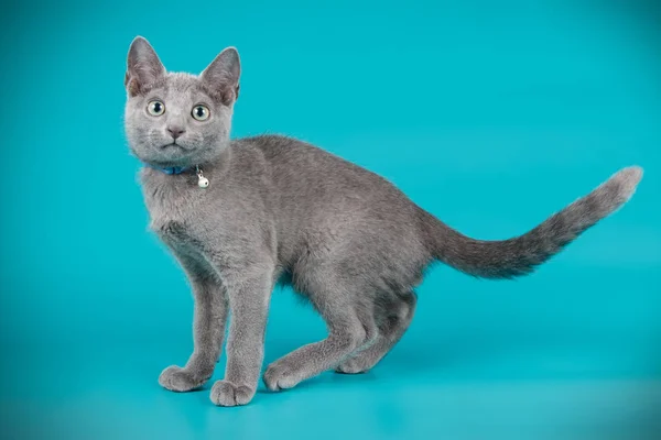 Russo gatto blu su sfondi colorati — Foto Stock