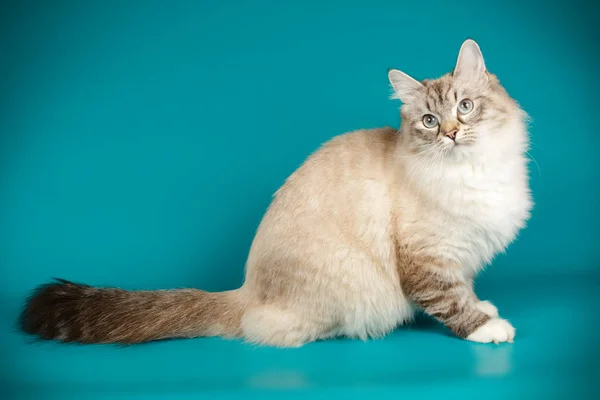 Neva mascarada gato em fundos coloridos — Fotografia de Stock