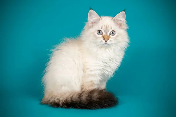 Невская кошка-маскарад на цветном фоне — стоковое фото