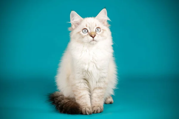 Neva maskeli balo kedi renkli arka plan üzerinde