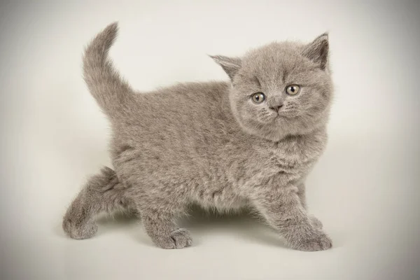 Britânico gato shorthair em fundos coloridos — Fotografia de Stock