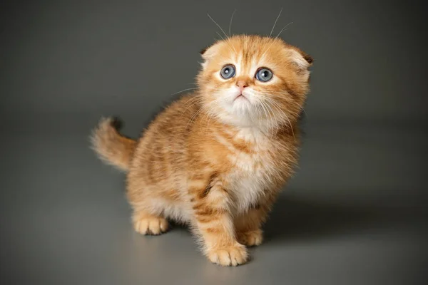 Escocês dobra curta gato em fundos coloridos — Fotografia de Stock