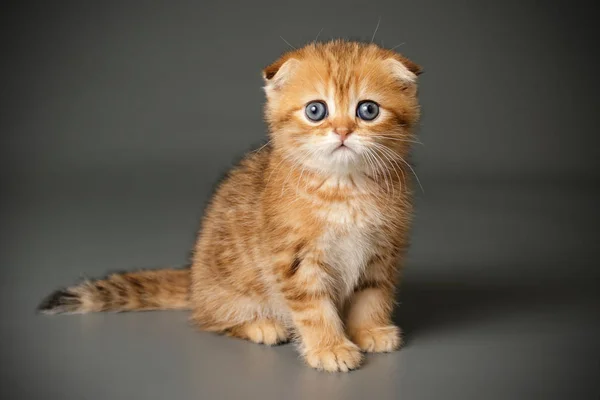 Schottische Falte Kurzhaarkatze auf farbigen Hintergründen — Stockfoto