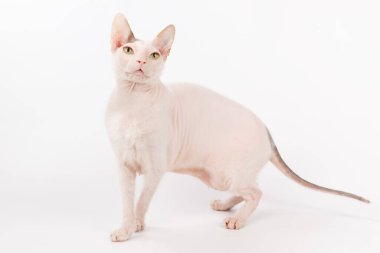 Renkli arka planlarda Don Sfenks Kedisinin Stüdyo fotoğrafçılığı