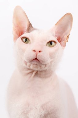 Renkli arka planlarda Don Sfenks Kedisinin Stüdyo fotoğrafçılığı