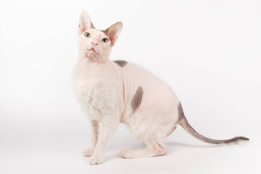 Renkli arka planlarda Don Sfenks Kedisinin Stüdyo fotoğrafçılığı