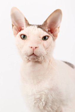 Renkli arka planlarda Don Sfenks Kedisinin Stüdyo fotoğrafçılığı