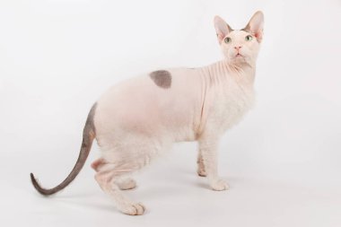 Renkli arka planlarda Don Sfenks Kedisinin Stüdyo fotoğrafçılığı