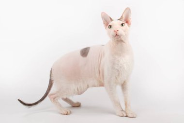 Renkli arka planlarda Don Sfenks Kedisinin Stüdyo fotoğrafçılığı