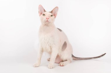 Renkli arka planlarda Don Sfenks Kedisinin Stüdyo fotoğrafçılığı