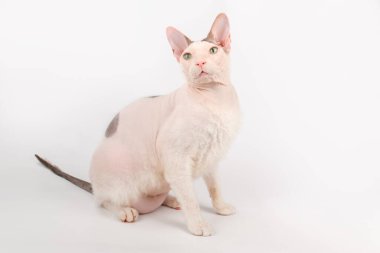 Renkli arka planlarda Don Sfenks Kedisinin Stüdyo fotoğrafçılığı