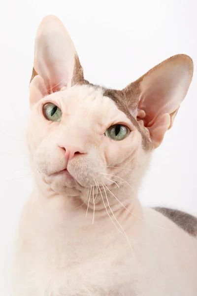 Studio Photography Don Sphynx Cat Colored Backgrounds — Stock Photo, Image