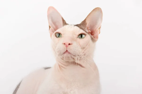 Studioaufnahmen Der Sphynx Katze Auf Farbigen Hintergründen — Stockfoto