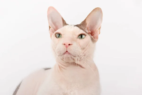 Studio Fotografie Van Don Sphynx Kat Gekleurde Achtergronden — Stockfoto