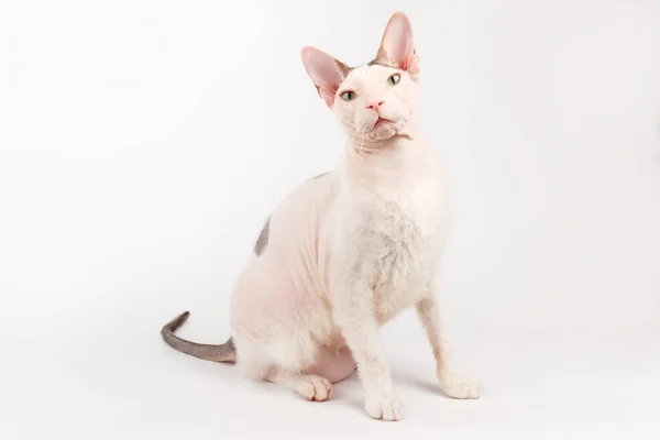 Studio Fotografie Van Don Sphynx Kat Gekleurde Achtergronden — Stockfoto