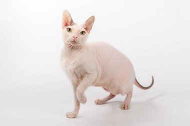 Renkli arka planlarda Don Sfenks Kedisinin Stüdyo fotoğrafçılığı