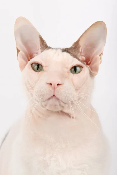 Fotografía Estudio Del Gato Don Sphynx Sobre Fondos Color — Foto de Stock