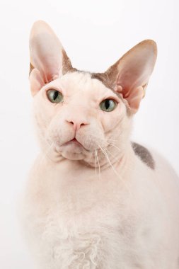 Renkli arka planlarda Don Sfenks Kedisinin Stüdyo fotoğrafçılığı