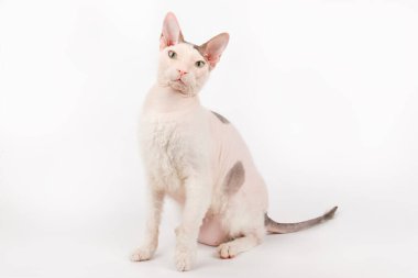 Renkli arka planlarda Don Sfenks Kedisinin Stüdyo fotoğrafçılığı