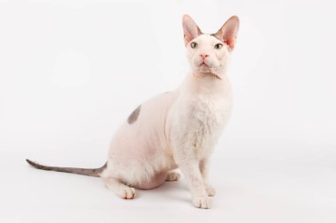 Renkli arka planlarda Don Sfenks Kedisinin Stüdyo fotoğrafçılığı