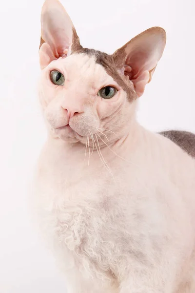 Studio Fotografie Van Don Sphynx Kat Gekleurde Achtergronden — Stockfoto