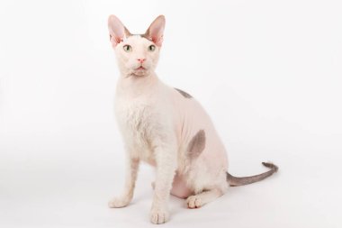 Renkli arka planlarda Don Sfenks Kedisinin Stüdyo fotoğrafçılığı