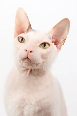 Renkli arka planlarda Don Sfenks Kedisinin Stüdyo fotoğrafçılığı