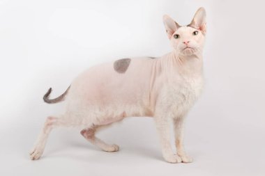 Renkli arka planlarda Don Sfenks Kedisinin Stüdyo fotoğrafçılığı