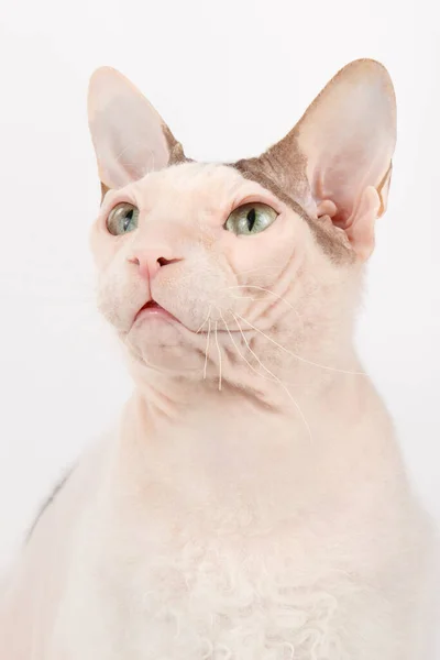 Studio Φωτογραφία Της Γάτας Don Sphynx Χρωματιστά Υπόβαθρα — Φωτογραφία Αρχείου