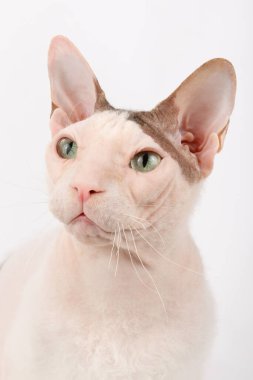 Renkli arka planlarda Don Sfenks Kedisinin Stüdyo fotoğrafçılığı