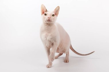 Renkli arka planlarda Don Sfenks Kedisinin Stüdyo fotoğrafçılığı