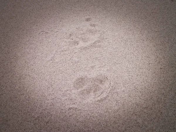 Fox Paw Prints Sand Nature Background — Stock Photo, Image