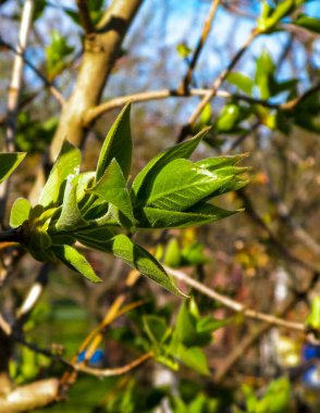 Dal üzerinde yeşil yapraklar büyüyor. Bahar mevsimi doğası.