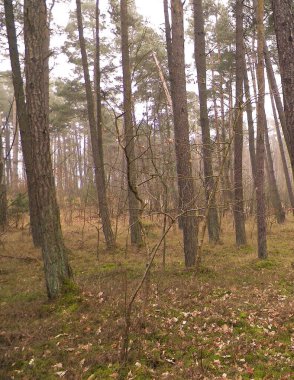 Baltık Denizi 'nin kıyı bölgesindeki çam ormanı. Tatiller ve turizm, Kuzey Polonya 'nın güzel doğası..