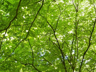 Orman ağaçları doğanın arka planıdır. Yeşil yapraklı dallar, yazın Polonya doğası, kopyalama alanı.