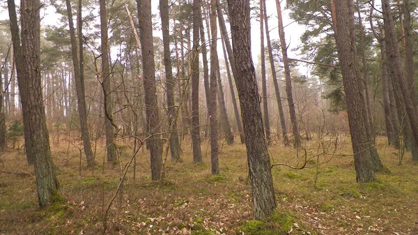 Bosque Pinos Zona Costera Del Mar Báltico Vacaciones Turismo Hermosa —  Fotos de Stock