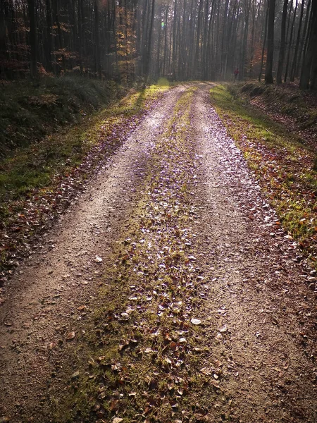 神秘的な秋の森の風景 自然概念 — ストック写真