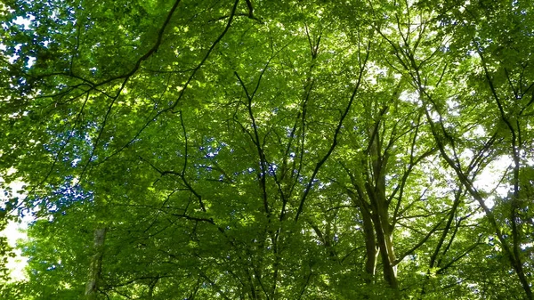 Forest Trees Nature Background Branches Green Leaves Polish Nature Summer — Stock Photo, Image