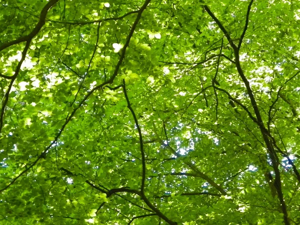 Лесные Деревья Природный Фон Филиалы Зелеными Листьями Польская Природа Летнее — стоковое фото