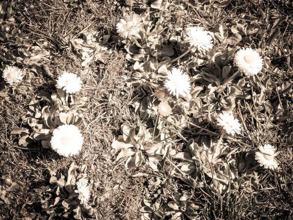 Közel Százszorszép Virágokhoz Természet Háttér Tavaszi Szezon Természet Absztrakt Szűrő — Stock Fotó